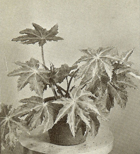 B. ‘Reichenheimii’